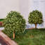 Arbre sphérique artificiel Ashwell Osmanthus -527098361-527098363