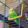 70cm Flat Top Table Top Bird Cage with Perch
