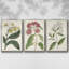 Ensemble de 3 pièces encadrées sur toile Antique Botanical Collection VI-97760384-97760388