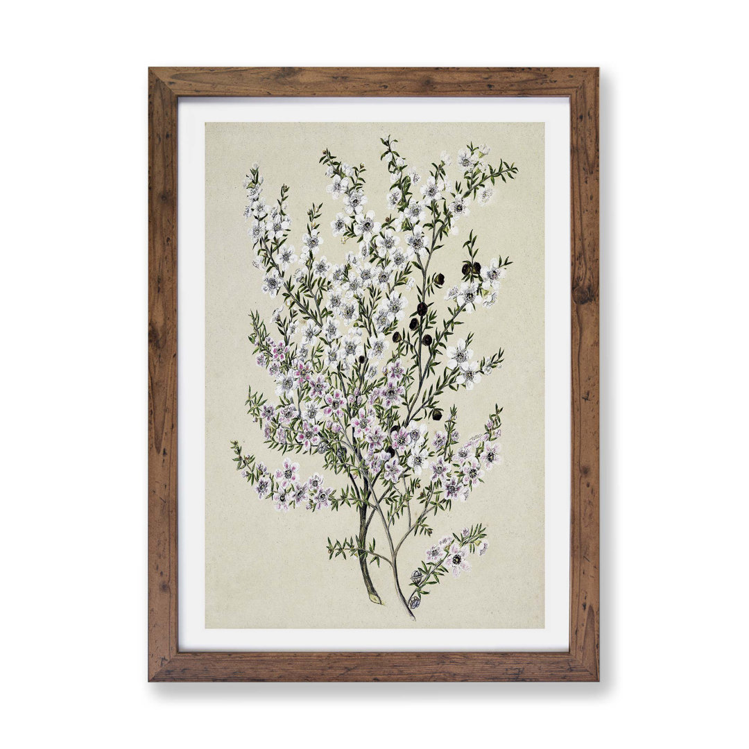 Manuka Flowers by Sarah Featon - Framed Print