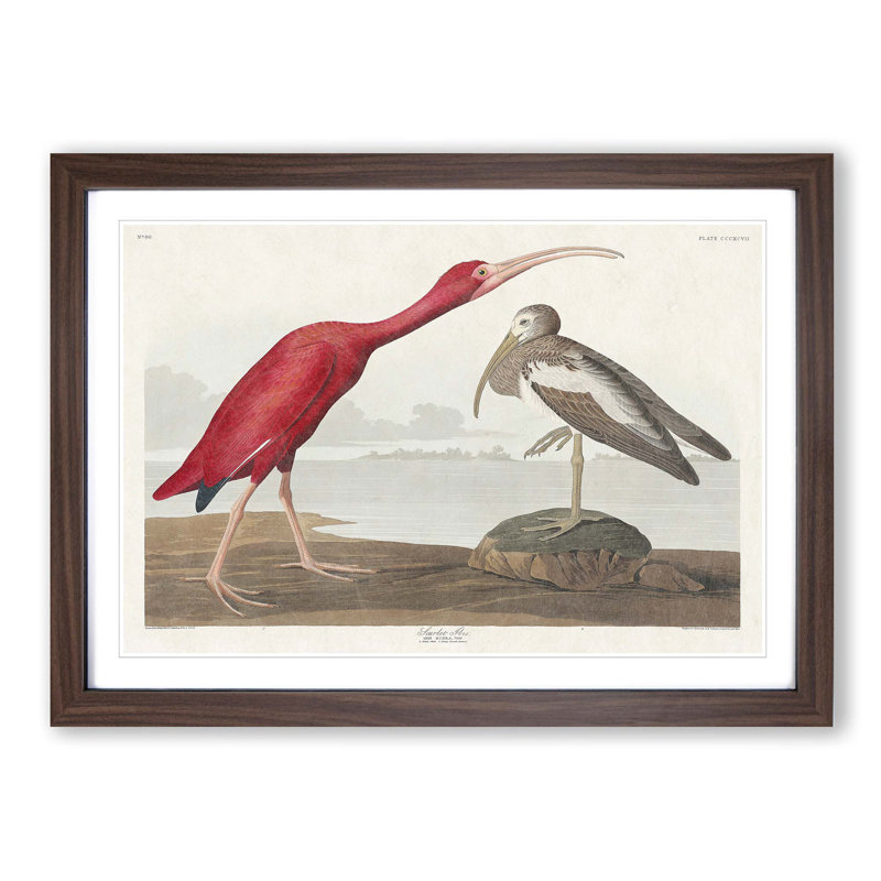 Scarlet Ibis Bird by John Audubon - Picture Frame Painting Print, 48cm H x 65cm W x 2cm D, Walnut Framed