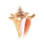 Sea Shell In White V Print by Sofia Fox-26931673-26931669