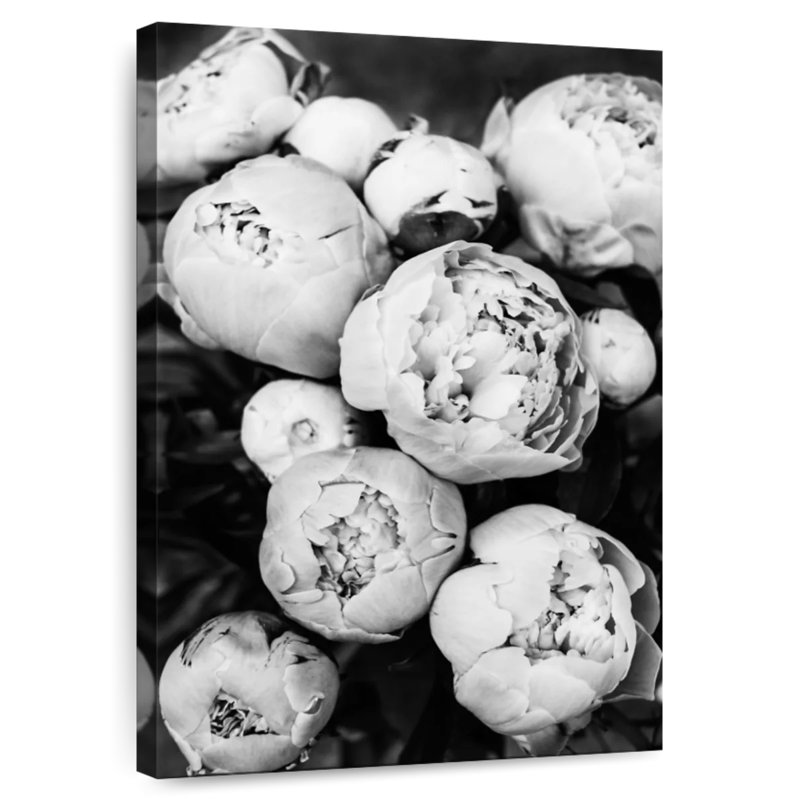 Harnek Pivoines II, H 48 po x l 32 po