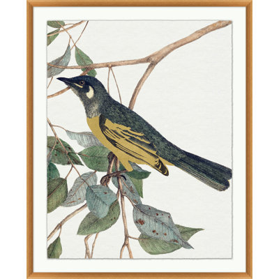 Glistening Bird 2 Framed Painting