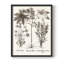 Sépia Besler Botanicals VI, reproduction encadrée - bois massif-2076458287-2076458294
