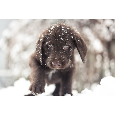 " Cute Puppy " by Francisfraioli