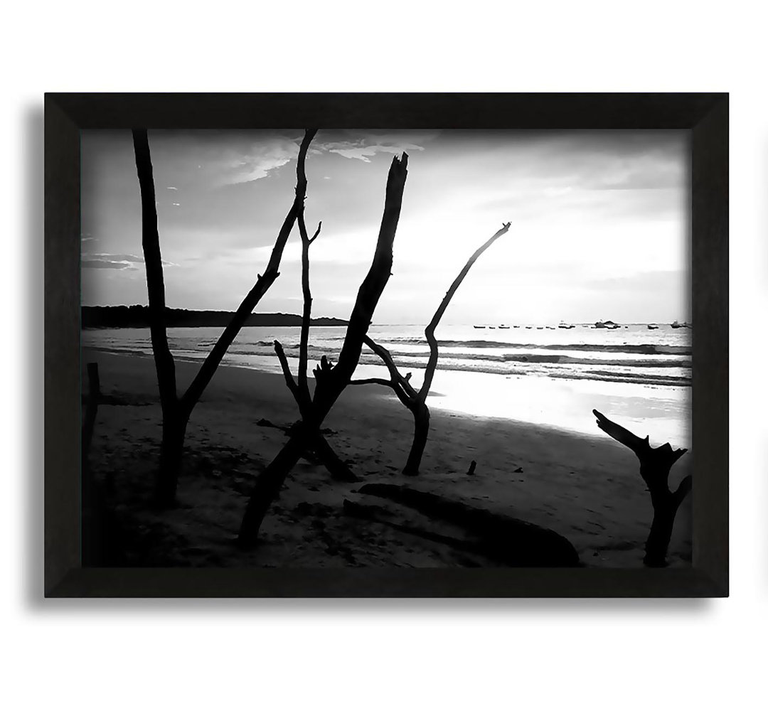 Gerahmtes Poster Driftwood Beach B N W