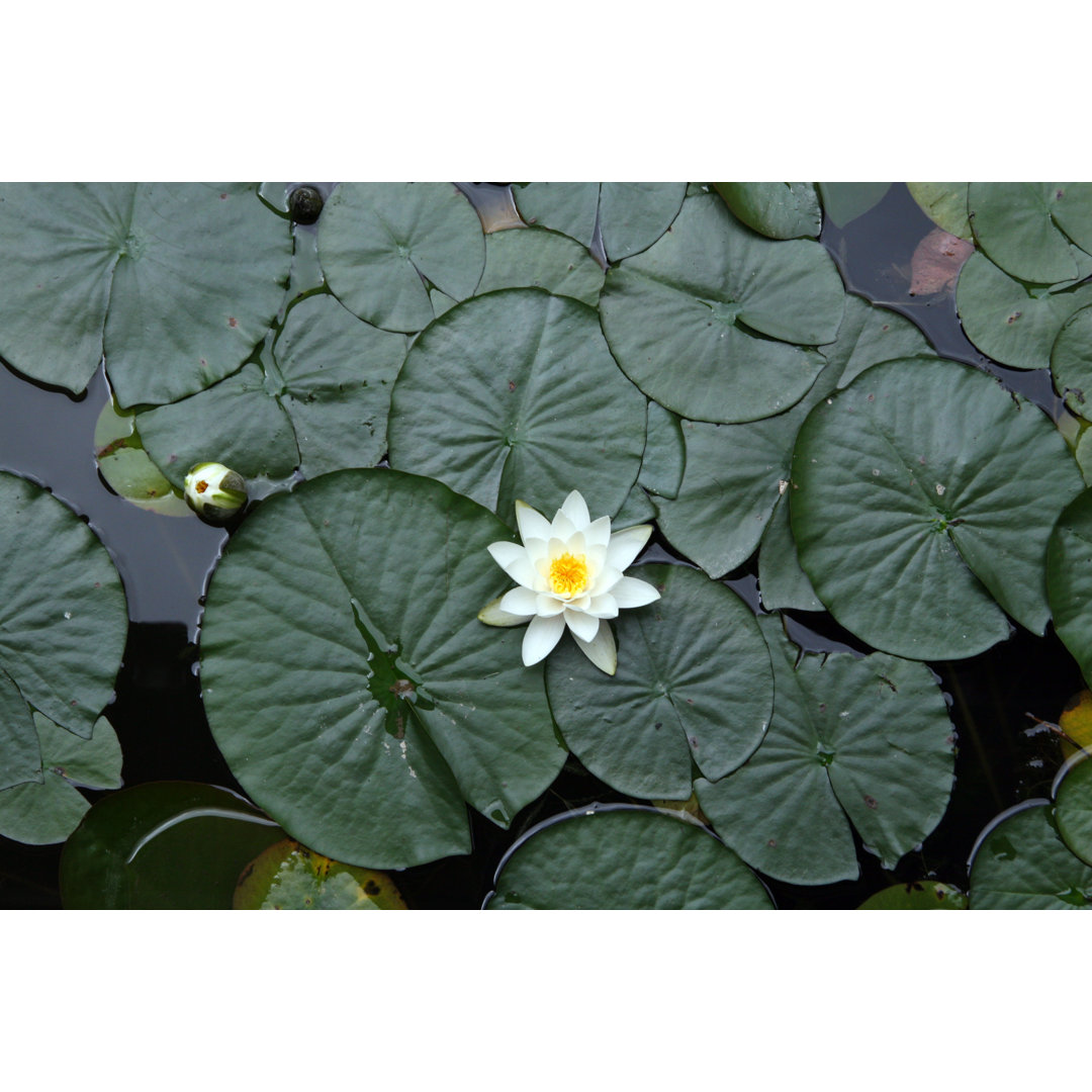 Lilypad von BrendanHunter - Drucken