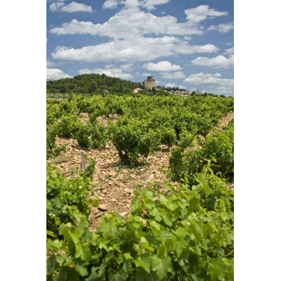 Vineyard In Provence par - Photographie de toile tendue