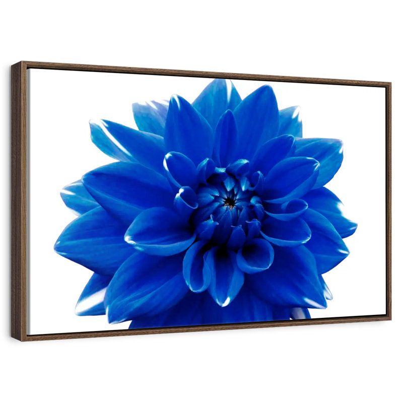 Fleur de dahlia bleue, Cadre flottant noyer, 43 po x 29 po