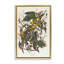 Toile flottante encadrée Classic Carolina Parrot Study par one1000paintings-904910727-891819882