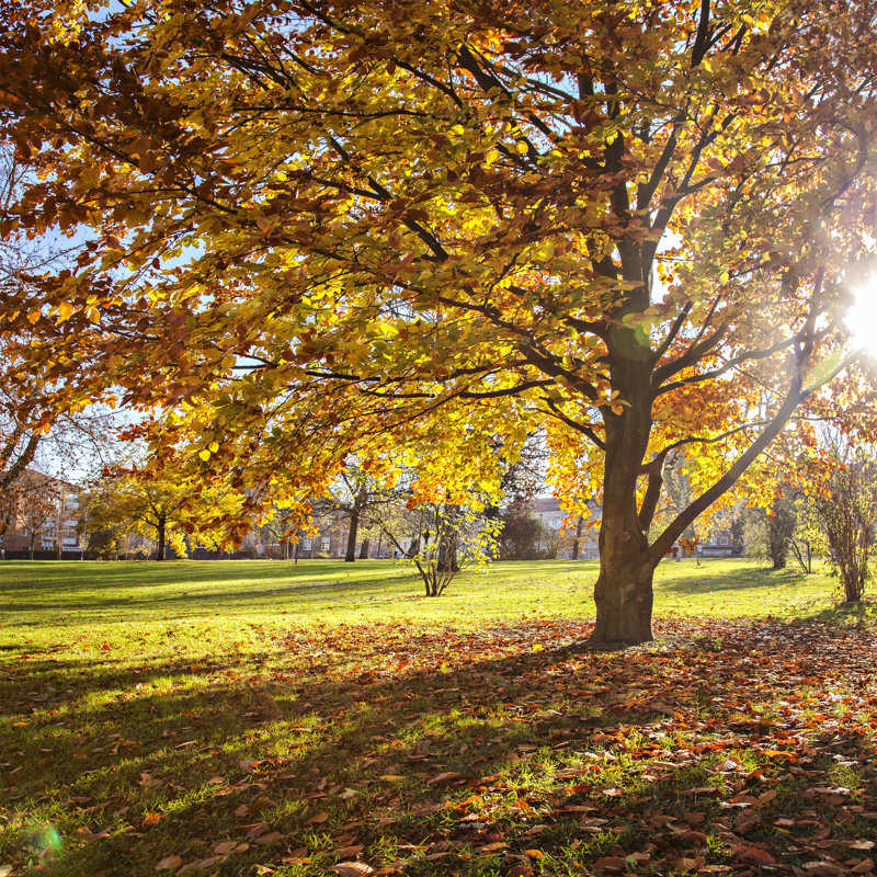Autumn Park - Photographie sur toile tendue, H 12 po x l 12 po x P 1 po