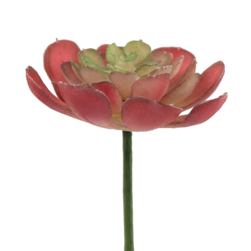 Petite plante pour succulent de bureau echeveria, Mauve