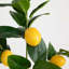 28in. Artificial Lemon Stems, Set of 3