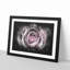 A Pale Pink Rose - Picture Frame Graphic Art Print-56876144-56876145
