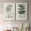 Toile tendue avec galerie Botanical Society Ferns-747996744