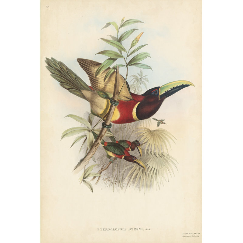 Tropical Toucans III by John Gould - Art Prints on Canvas, 46cm H x 30cm W x 3.8cm D
