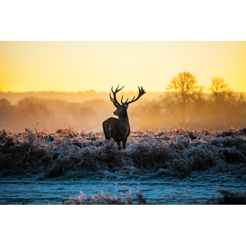 Red Deer - Wrapped Canvas Print, 51cm H x 76cm W x 3.8cm D