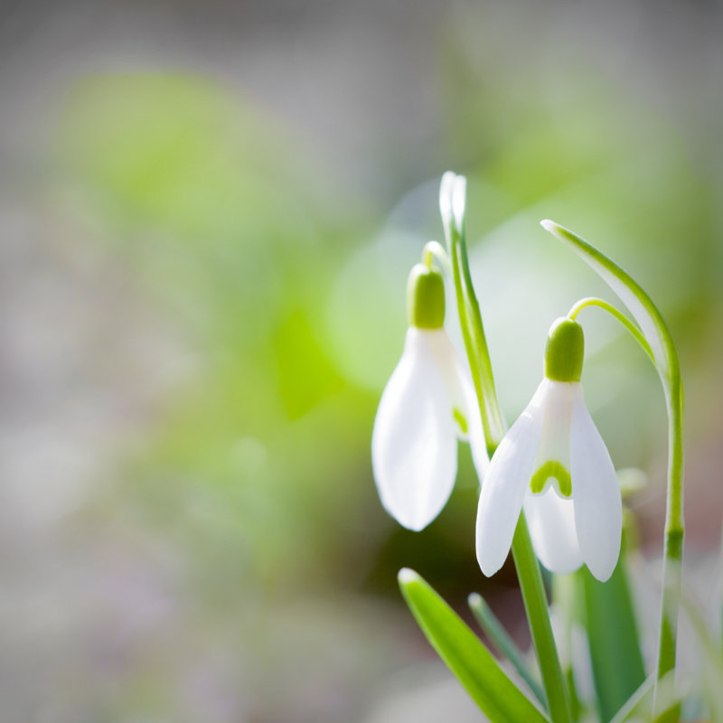 Snowdrops par Letty17, H 30 po x l 30 po