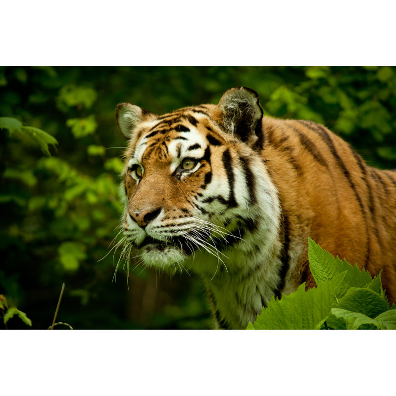 Tiger - Wrapped Canvas Print, 81cm H x 122cm W x 3.8cm D