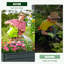 Lit de jardin surélevé avec pattes 46 po x 24 po x 32 po Souhail-755526577-755738372