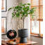 Jasmine qui pleure artificiellement, plante d'intérieur en pot-833100184-833100191