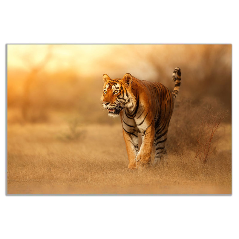 Bengal Tiger - Wrapped Canvas Print, 31cm H x 46cm W