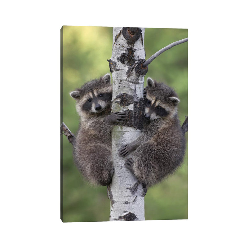 Raccoon Two Babies Climbing Tree, North America II by Tim Fitzharris - Wrapped Canvas Print