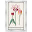 Pink Tulip Botanical Study by Oliver Gal-68916386-68916388