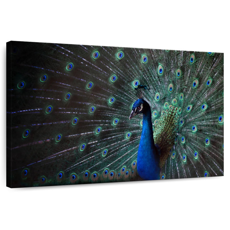 Brampt Glorious Blue Peacock, 8" H x 12" W