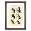Salmon Fishing Flies Version 2 by Mary Orvis Marbury - Picture Frame Painting Print-55761747-55761748