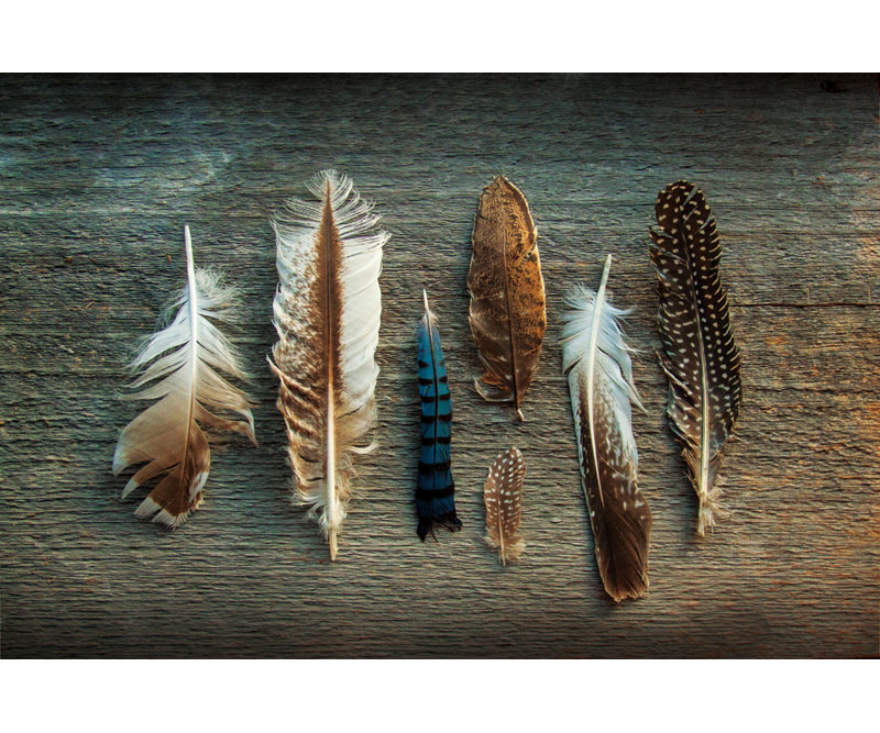 «Feather Collection I» par Sue Schlabach, reproduction d'art graphique sur papier encadrée, 48 po x 72 po, Toile