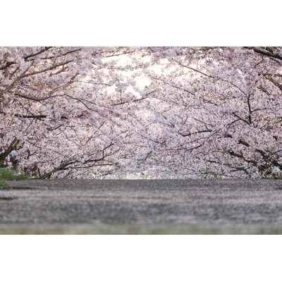 Cherry Blossoms by Masaaki Ohashi - Wrapped Canvas Print
