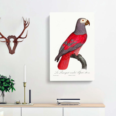 Grey Parrot by F. Levaillant - Wrapped Canvas
