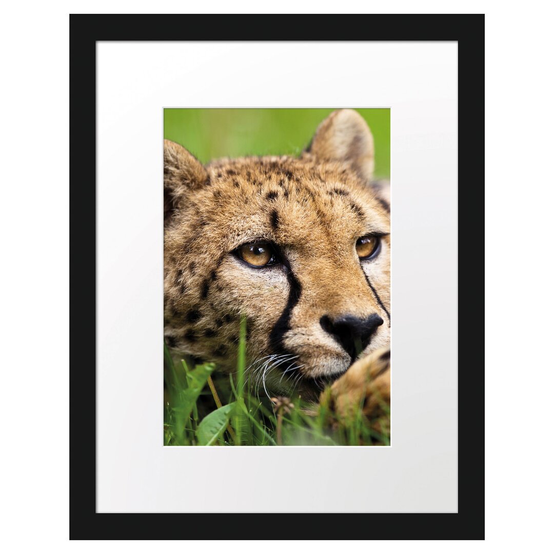 Gerahmtes Poster Gepard im Gras