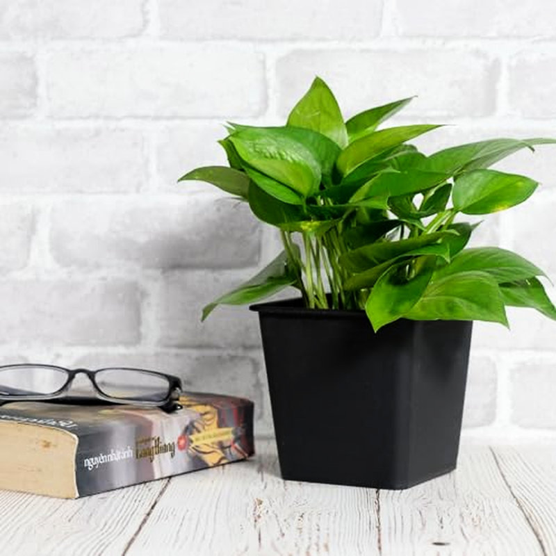 Pot de fleurs carré en plastique avec drainage (pots de 5), H 6,7 po x l 7,9 po x P 7,9 po