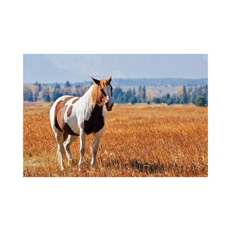 Brown And White Horse by Susan Vizvary - Wrapped Canvas Print, 20.32 cm H x 30.48 cm W