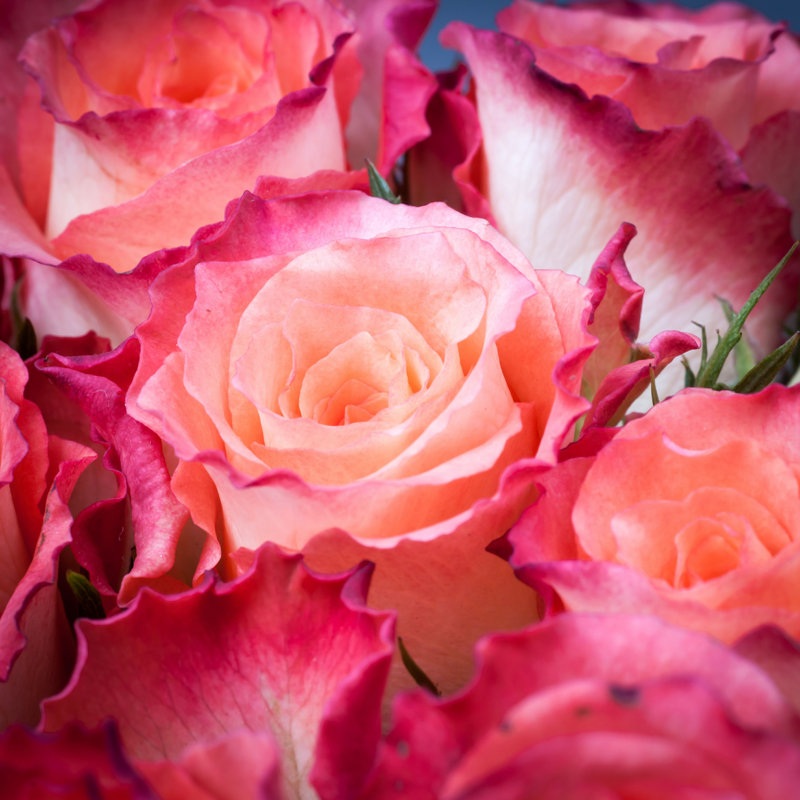 Bonnielee Beautiful Pink Roses - Photographie sur toile tendue, H 12 po x l 12 po