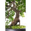 50cm Faux Bonsai Plant in Ceramic Pot
