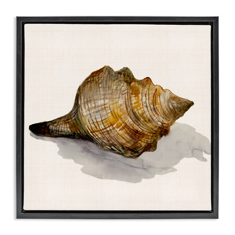  «Conch Shell on Beige Brown», art mural encadré sur toile flottante par Jacob Q, Cadre flottant noir de jais