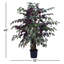Arbre Pensershill Bush Capensia en pot
