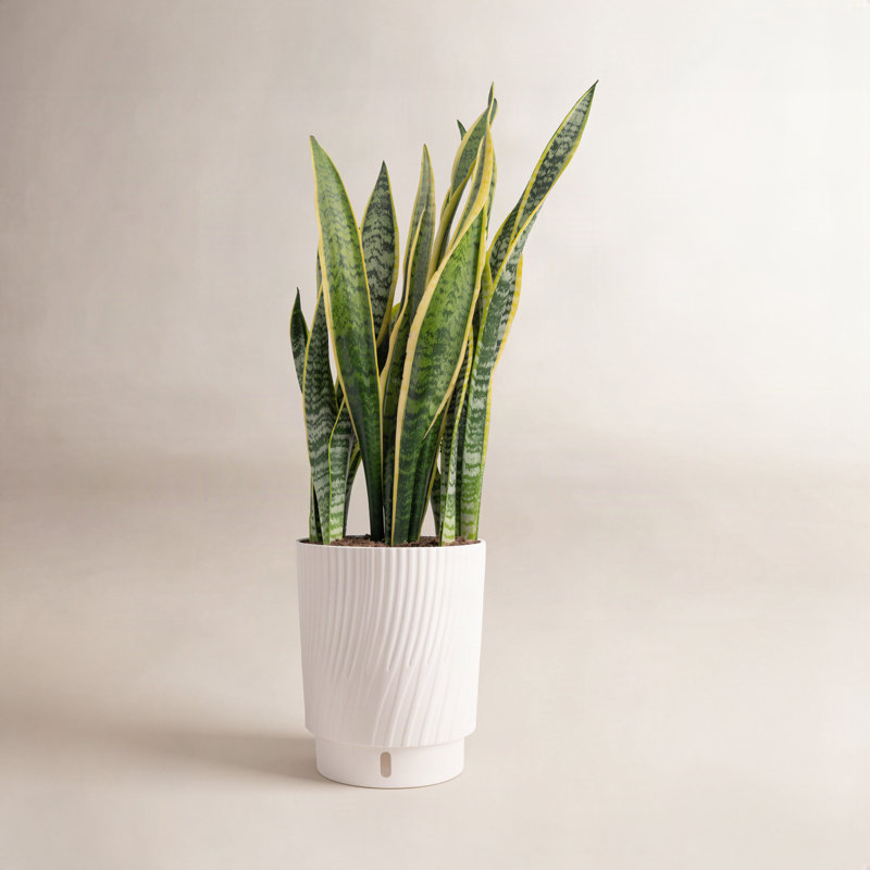 Costa Farms Indoor Snake Plant Sansevieria Laurentii House Plant in 10-inch Décor Pot