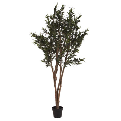 Olivo 200cm Olive Tree in Pot