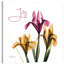 Pink Iris Joy - Wrapped Canvas Print-1538996861