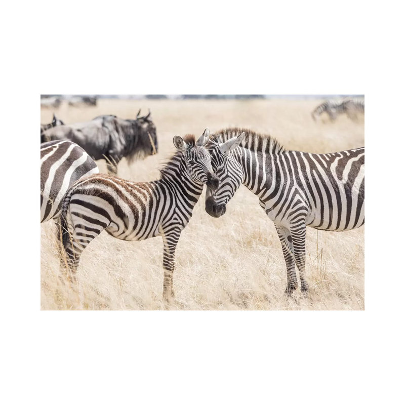 Africa, Kenya, Maasai Mara National Reserve. Adult And Juvenile Zebras by Jaynes Gallery - Wrapped Canvas Print