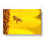 Let Me Bee - Wrapped Canvas-55365624