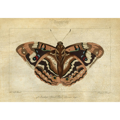 Crackled Canvas Moth IV Print