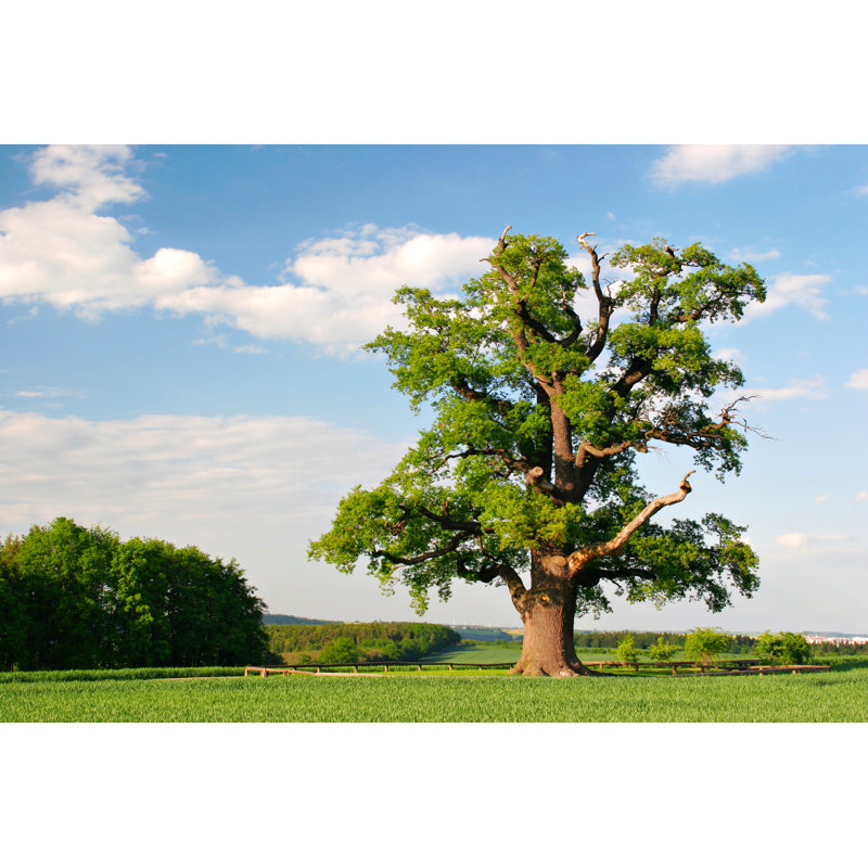 Mighty Oak in Spring par Avtg, H 20 po x l 30 po