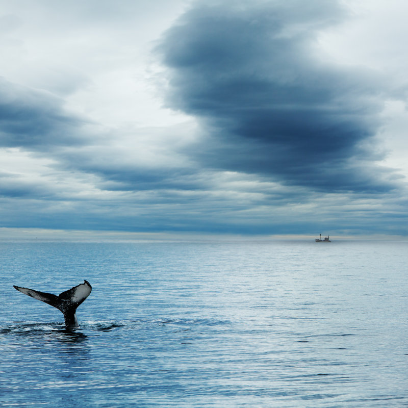 Whale by JulPo - Print, 122cm H x 122cm W x 3.8cm D
