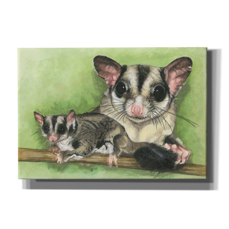 «Sugar Glider On Canvas» par Barbara Keith, reproduction, H 18 po x l 26 po x P 0,75 po